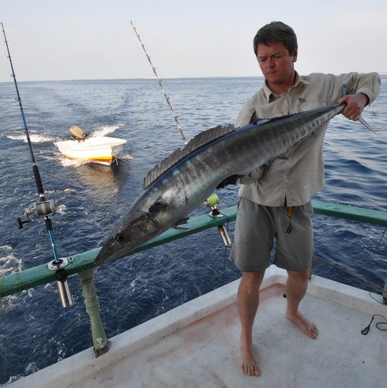 pelamida - wahoo 138 cm ulovena na povrchovou nastrahu