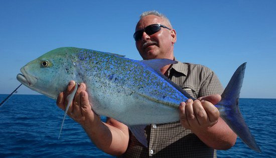 kranas modroploutvy - bluefin