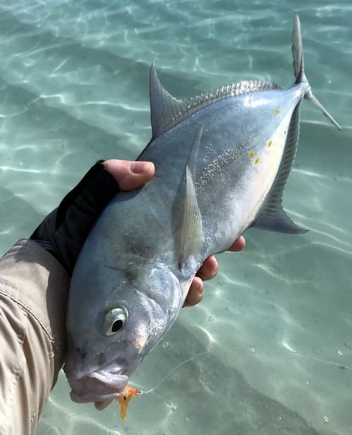 kranas 45 cm uloveny na musku z pisciny ostrova