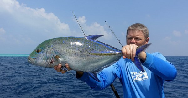 kranas modroploutvy - bluefin 69 cm uloveny na privlac