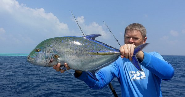 kranas modroploutvy - bluefin 69 cm uloveny na privlac kranas modroploutvy - bluefin 69 cm uloveny na privlac
