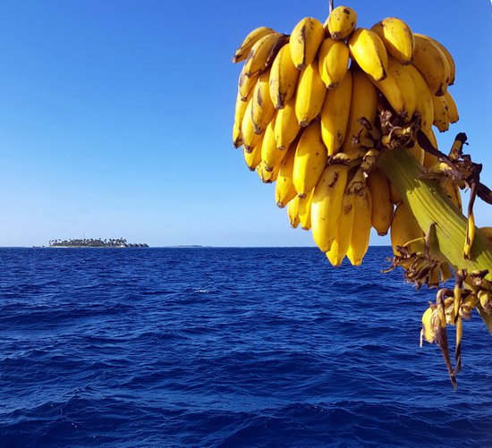 zacatek vypravy - trs bananu na lodni zadi je stale plny