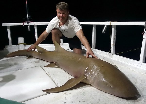 zralok rezavy - chuvicka (nurse shark) 262 cm