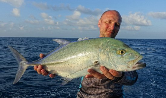 kranas modroploutvy - bluefin uloveny na jerk kranas modroploutvy - bluefin uloveny na jerk