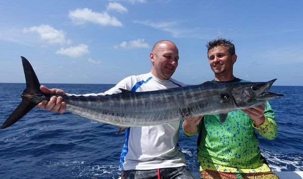 makrela Solandrova-wahoo 118 cm makrela Solandrova-wahoo 118 cm