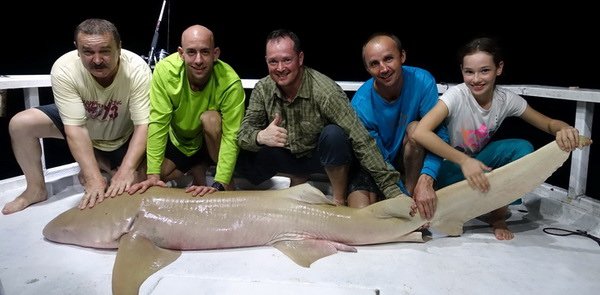 zralok rezavy - chuvicka (nurse shark) 250 cm