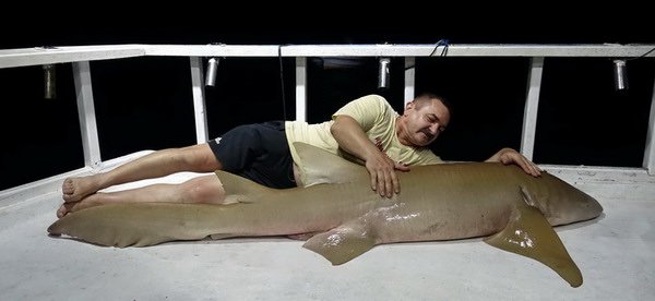 zralok rezavy - chuvicka (nurse shark) 230 cm zralok rezavy - chuvicka (nurse shark) 230 cm