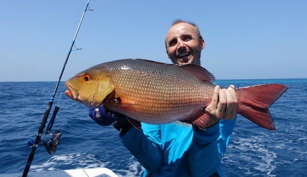 chnapal - red snapper 69 cm uloveny na popp chnapal - red snapper 69 cm uloveny na popp