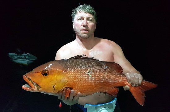 chnapal red snapper 80 cm
