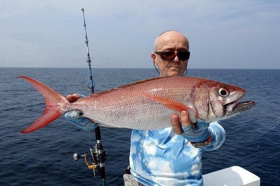chnapal - ruby snapper 80 cm uloveny na jig chnapal - ruby snapper 80 cm uloveny na jig