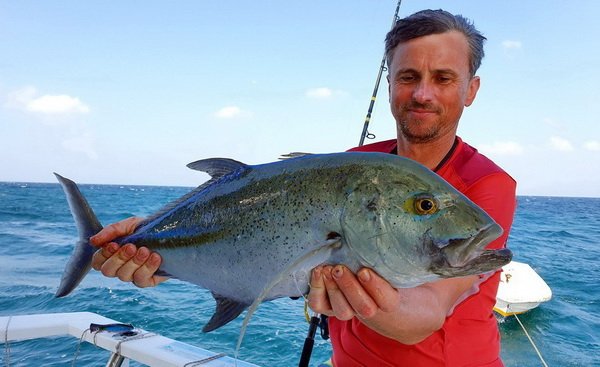 kranas modroploutvy - bluefin kranas modroploutvy - bluefin