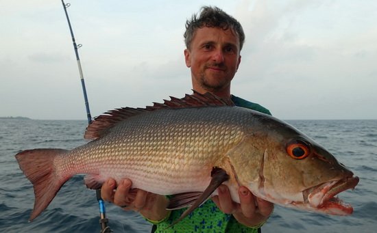 chnapal - red snapper 76 cm chnapal - red snapper 76 cm
