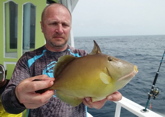 ostenec - triggerfish uloveny na jig ostenec - triggerfish uloveny na jig