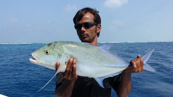 kranas modroploutvy-bluefin 63 cm kranas modroploutvy-bluefin 63 cm