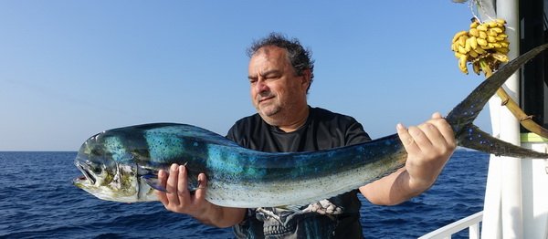 zlak nachovy - koryfena neboli dorado 110 cm zlak nachovy - koryfena neboli dorado 110 cm