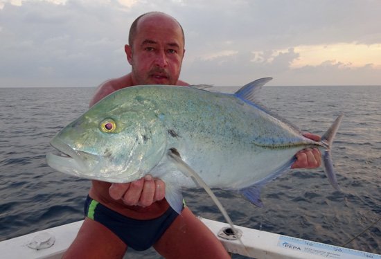 Kranas modroploutvy-bluefin 75 cm na popp Kranas modroploutvy-bluefin 75 cm na popp