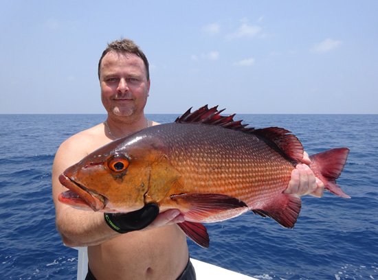 chnapal-red snapper delky 65 cm uloveny na cikadu