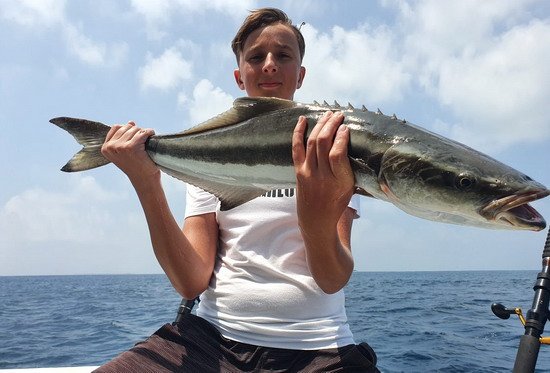kranasovec stihly - cobia, uloveny na jig kranasovec stihly - cobia, uloveny na jig
