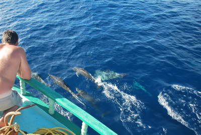 delfini sledujici nasi lod