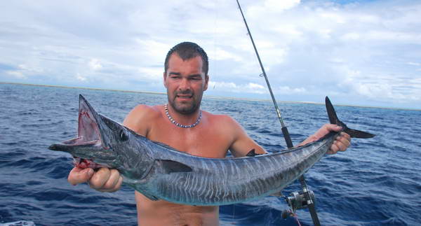 pelamida - wahoo pelamida - wahoo