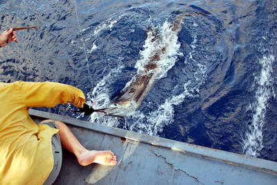 plachetnik - sailfish uloveny na povrchovku - pousteni ryby