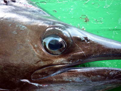 plachetnik - sailfish, detail hlavy