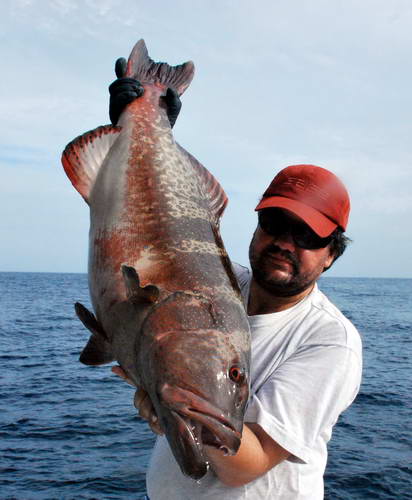 kanic 10 kg kanic 10 kg