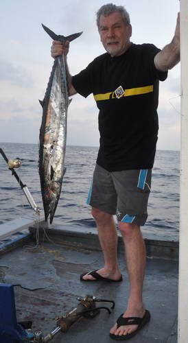 pelamida - wahoo pelamida - wahoo