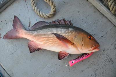 chnapal - snapper