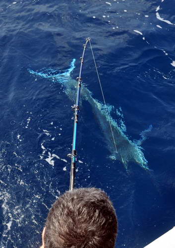 mecoun - blue marlin, zdolavani za lodi mecoun - blue marlin, zdolavani za lodi