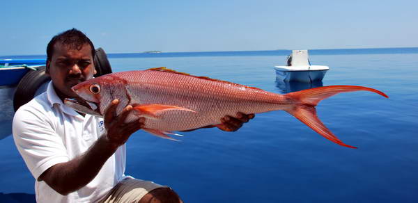 jogfish nebo amberjack