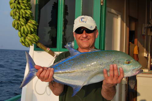 kranas modroploutvy - bluefin kranas modroploutvy - bluefin