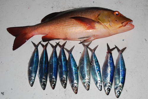 chnapal - snapper