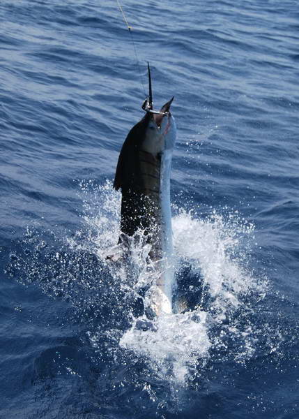 plachetnik - sailfish, vyskok