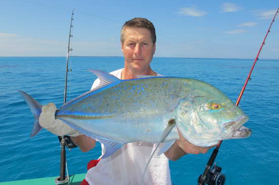 kranas modroploutvy - bluefin kranas modroploutvy - bluefin