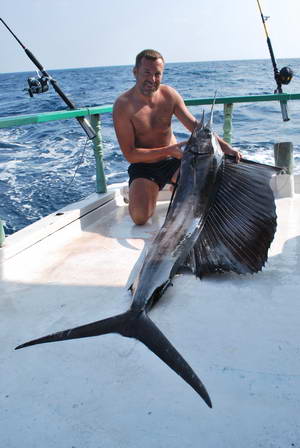 plachetnik - sailfish