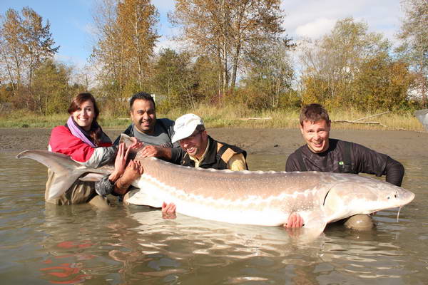 rijnovy jeseter 220 cm rijnovy jeseter 220 cm