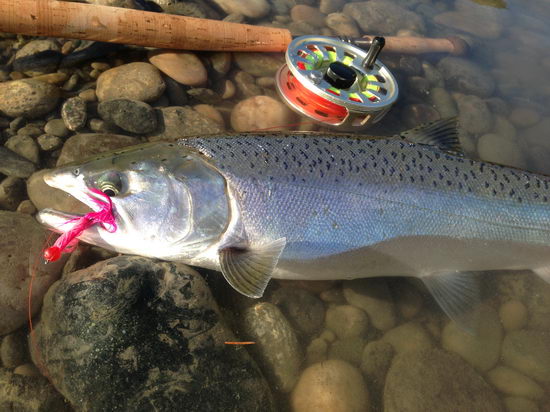 losos kisuc - coho uloveny v rijnu losos kisuc - coho uloveny v rijnu