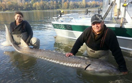 listopadovy jeseter 270 cm, Fraser listopadovy jeseter 270 cm, Fraser