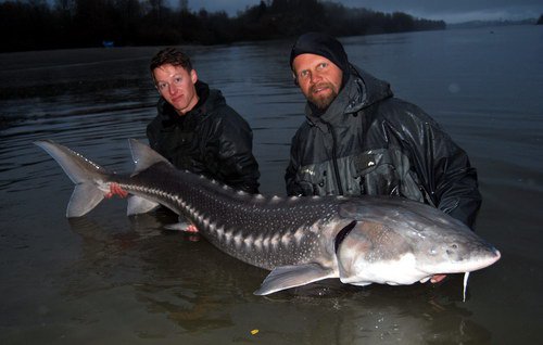 jeseter 205 cm uloveny slovenskymi rybari jeseter 205 cm uloveny slovenskymi rybari