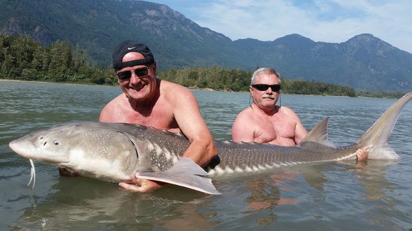 jeseter 199 cm, resp. 220 cm uloveny v srpnu jeseter 199 cm, resp. 220 cm uloveny v srpnu