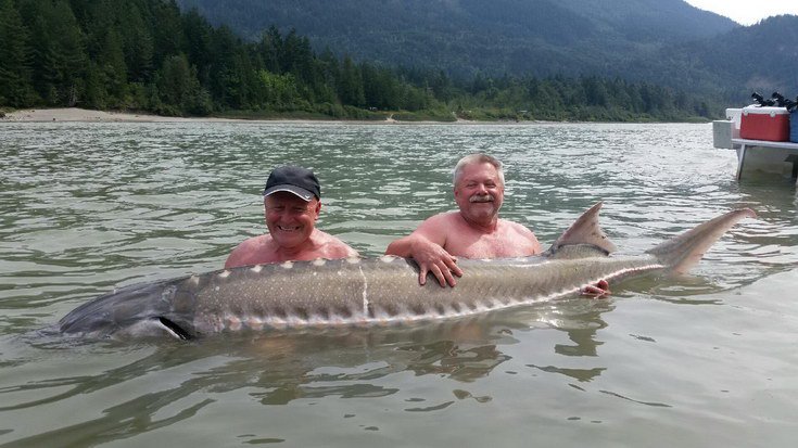 jeseter 242 cm, resp. 272 cm - cca 150 kg uloveny v srpnu jeseter 242 cm, resp. 272 cm - cca 150 kg uloveny v srpnu