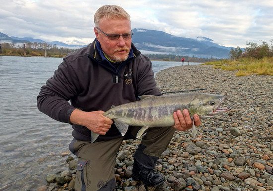 losos keta - chum salmon, jikrnacka losos keta - chum salmon, jikrnacka