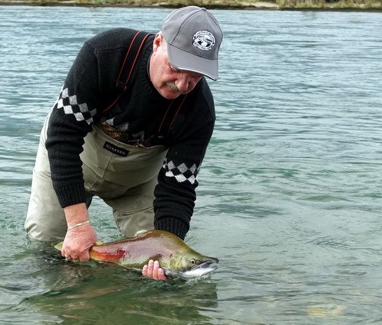 losos nerka - sockeye salmon, mlicak