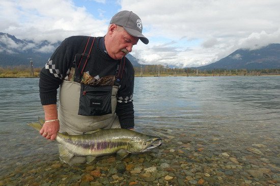 losos keta - chum salmon, mlicak