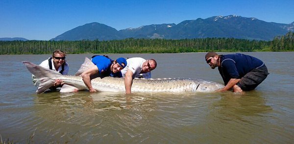 jeseter bily 340 cm uloveny 29.5.2017