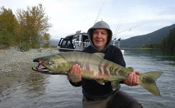 losos keta - chum salmon z reky Harrison