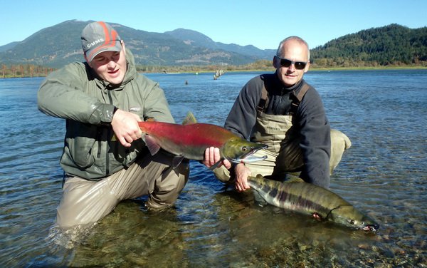 mlicaci lososa nerka-sockeye a keta-chum