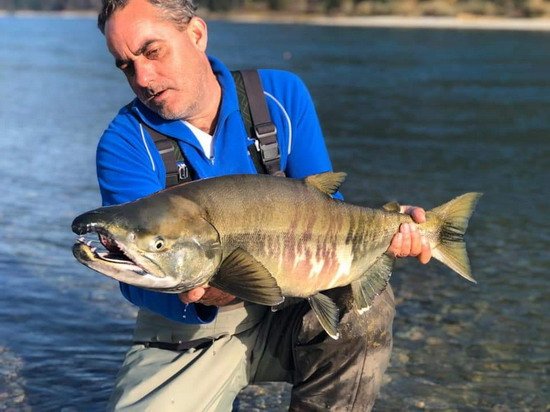 losos keta - chum salmon, mlicak - male losos keta - chum salmon, mlicak - male