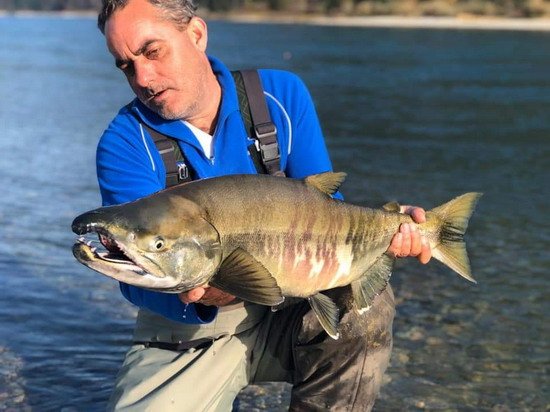 losos keta - chum salmon, mlicak - male